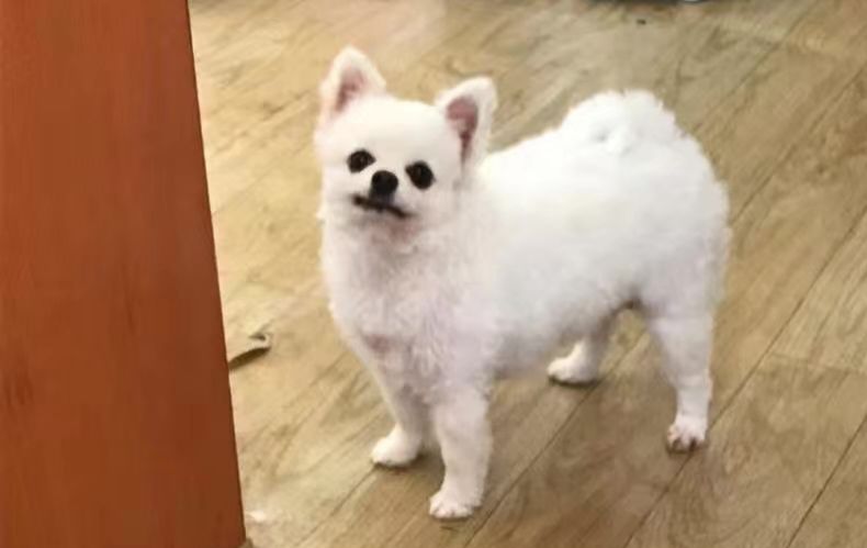 当我砍柴的时候，小狗竟然捕回来一只兔子