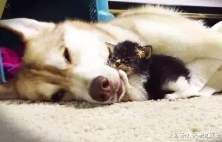 主人捡了只流浪猫回家，没想到二哈竟然像变了只狗一样，暖哭了！