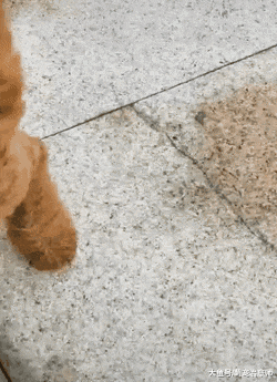 外面刮大风泰迪还坚持去散步，被吹得眼都睁不开了，狗：我要回家