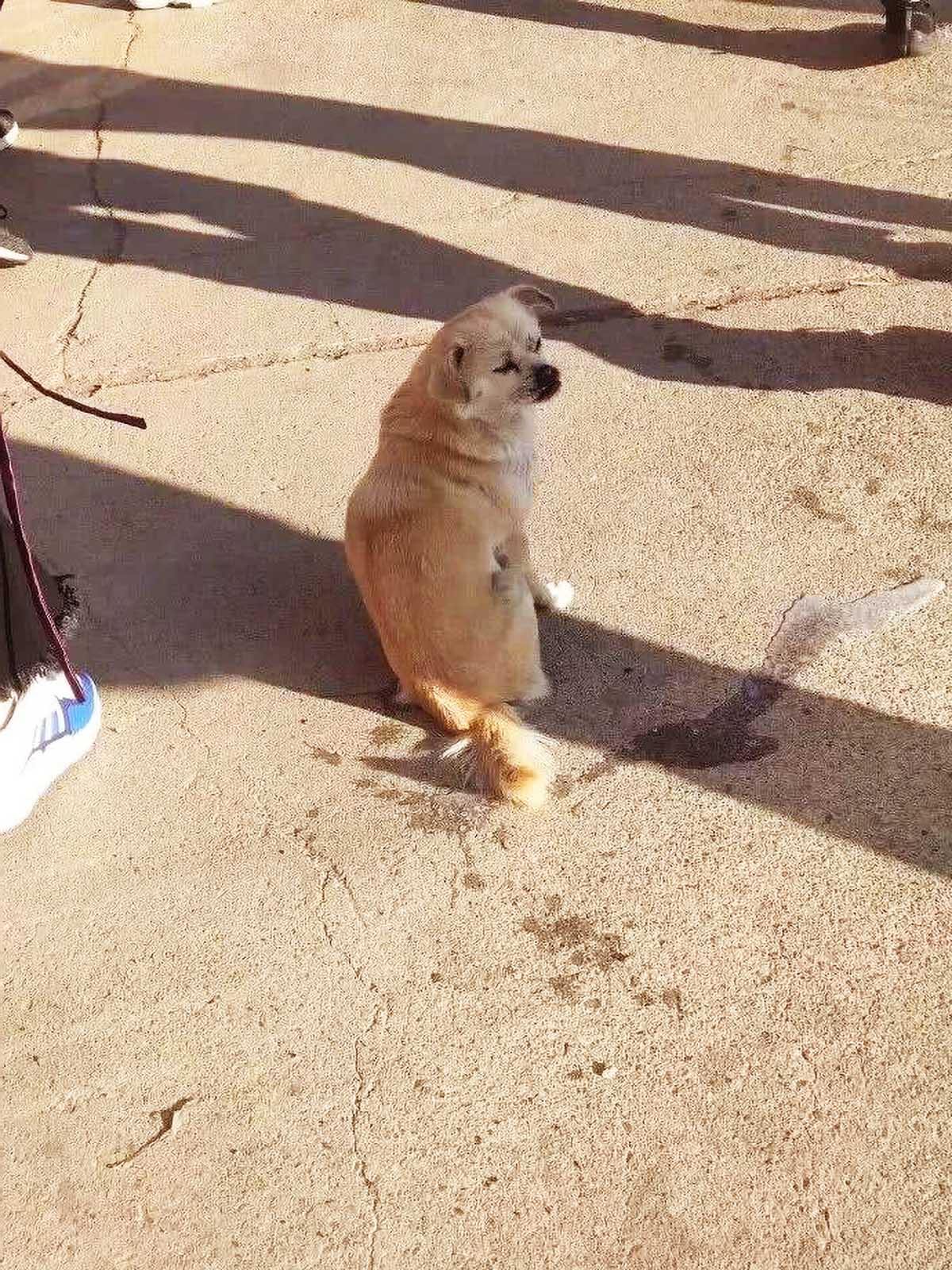 流浪狗随地小便，屁股竟被冻在地上，众人的举动却让人非常寒心！