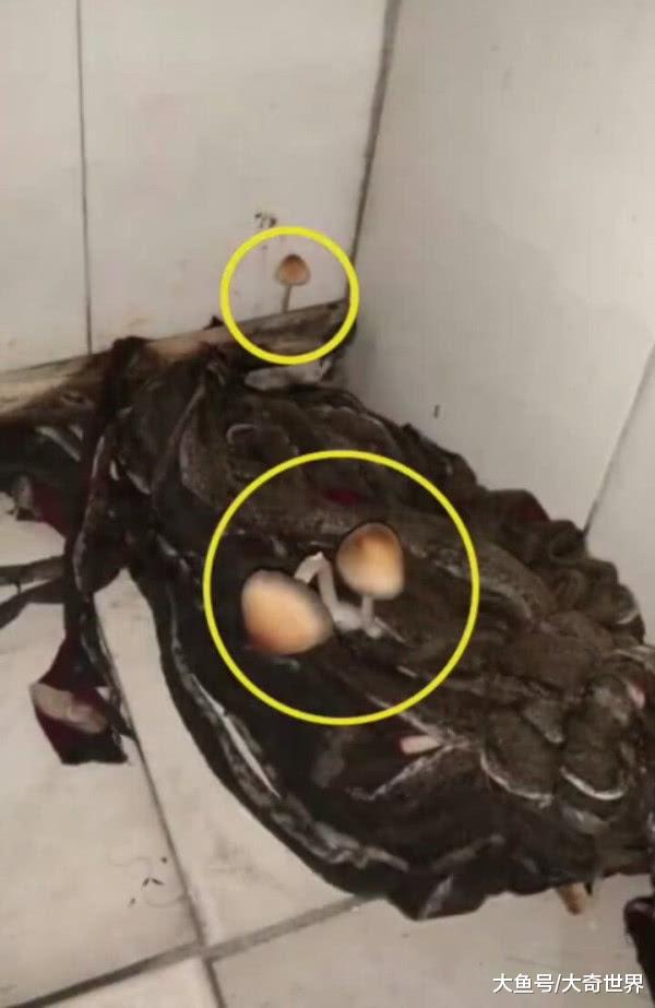 卫生间拖把有异常情况，男生想拿手去摸，室友却喊不要动