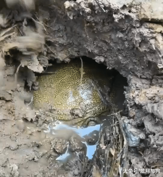 男子水塘挖泥鳅，看到洞里的东西，他乐坏了