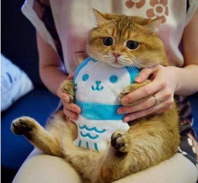 天啦噜，皮卡丘也太可爱惹，只有我一个人觉得它像只橘猫吗