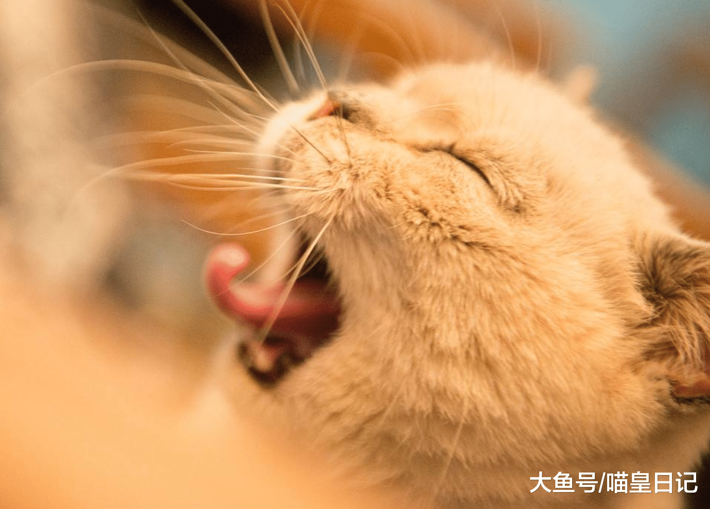 喵星人有哪些让你讨厌的性格? 网友: 难讨好又自私, 可还是喜欢它