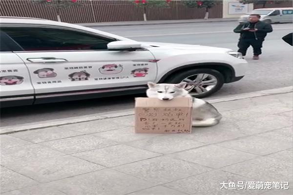 網友去送貨怕車被貼條，留下哈士奇看車，網友：全網最乖巧的二哈
