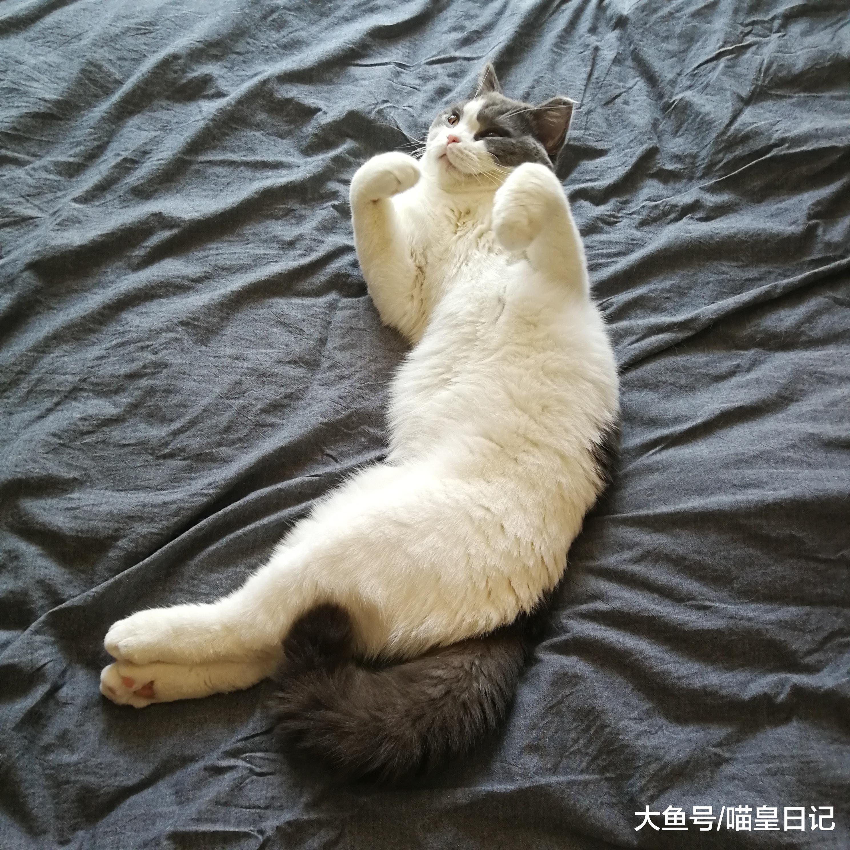又到换毛期，教你正确安全地给喵星人梳毛，手法和工具都很重要