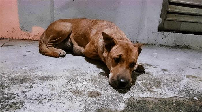 以狗治狗花样新，“流浪狗救助犬”在民间，狗狗又多了一个新职业