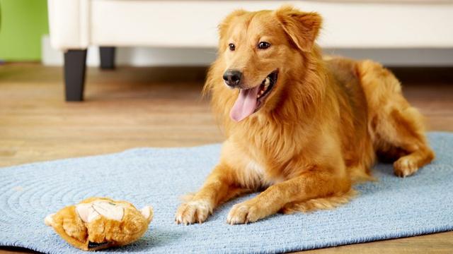 教狗狗离开，训练效果分成9等级，你家狗狗属于哪一级？