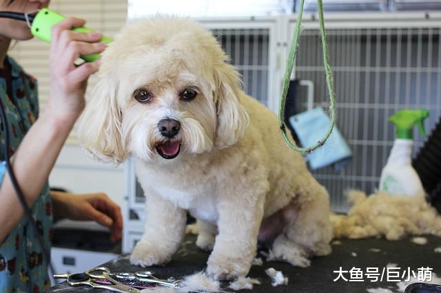 停止做这5件事，不然狗狗会误会，以为你不爱它了