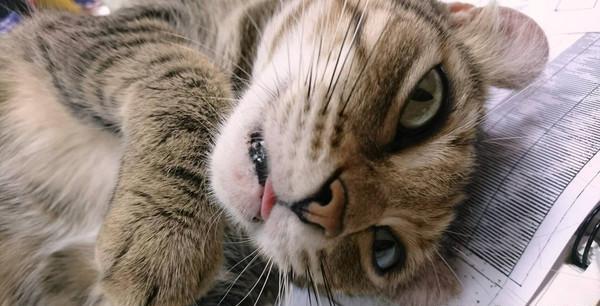 猫咪只向姐姐撒娇，妈妈狂吃醋：去当嫁妆好了，猫咪傻愣在原地