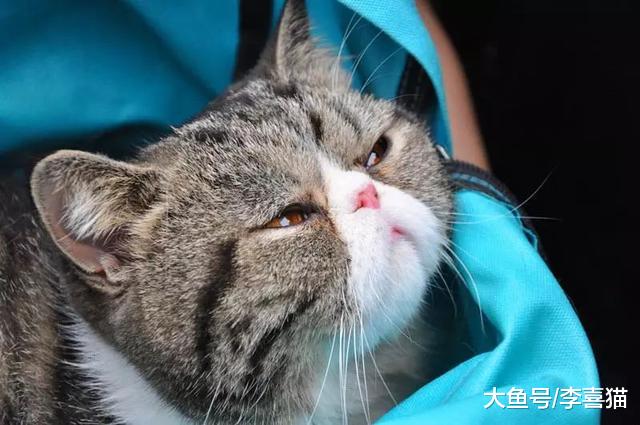 猫咪脂肪肝并非胖猫专属，瘦猫挨饿也会患病，预防需注意这三点！