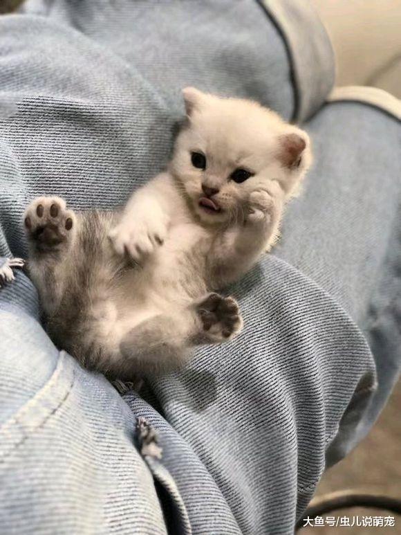 小猫咪好可爱, 用个小碗就能装下它, 拿掉小碗更可爱