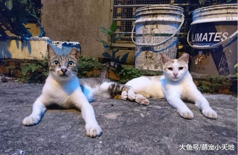 情侣摸街猫肚子那么大肯定怀孕！爱妈笑：人家只是有橘猫基因