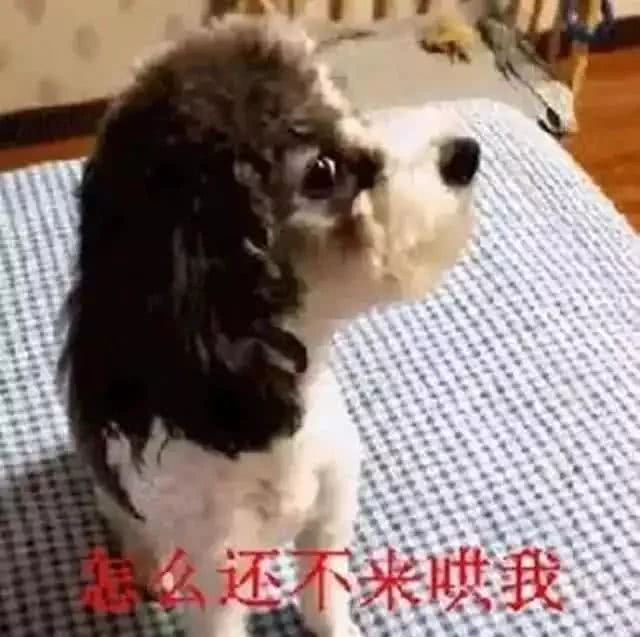 我把我家狗惹生气后，它竟然要和我绝交！