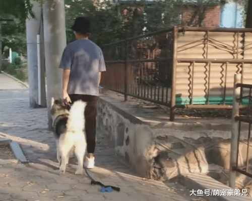 女孩带哈士奇遛弯，总感觉哪不对劲，走近一看，这狗真纯！