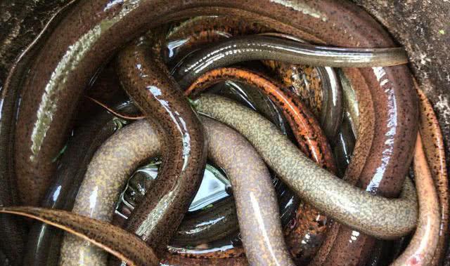 为什么河岸边石头缝里钓到的黄鳝更肥更大？老头给了我答案