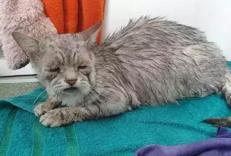 猫咪患上罕见“遗传病”，变成了一只“丧气猫”，结局让人感动