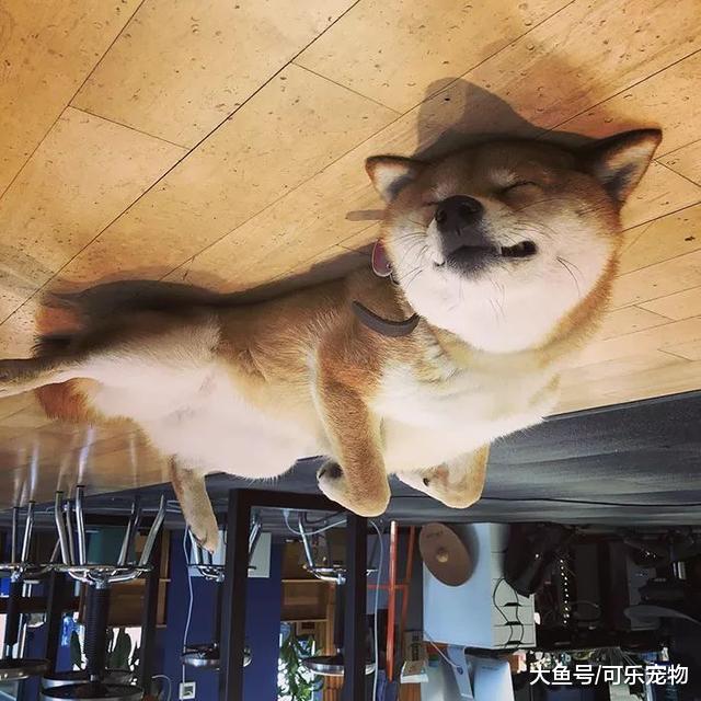 网上最新潮的拍狗方式，狗狗全都变成了气球，飘到了“天花板”上