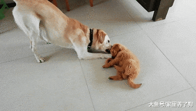 宠物狗玩套路是什么样子的？