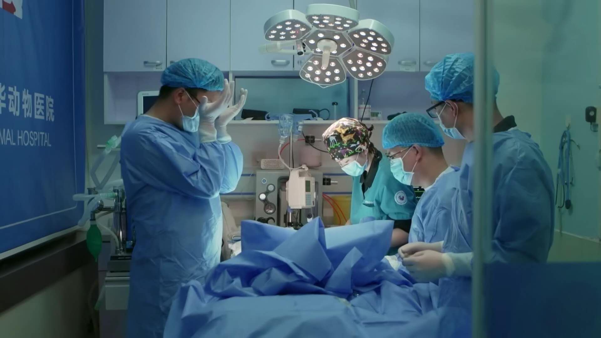 生存，还是死亡？主人和宠物一起承担