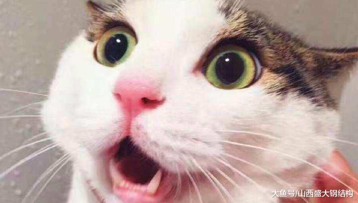 10年前，我公共厕所里养了些小动物，10年后全都被人“封杀”