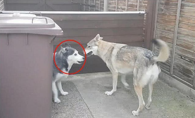 二哈拆家屡教不改，主人狠心将它和狼关一起，结果狗子的反应亮了