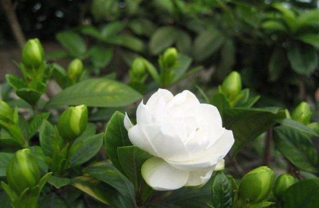 栀子花不生根，养花老匠教您学会走4步，花花发根快，生长旺