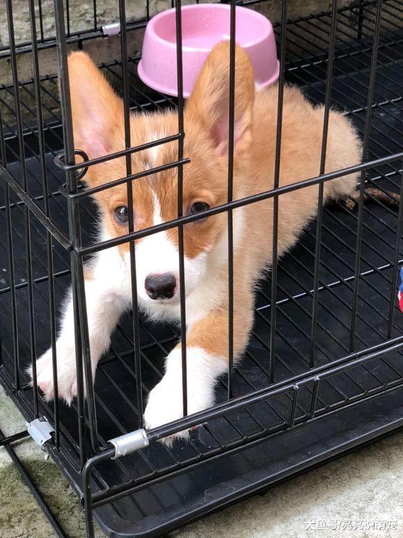 刚接到柯基就把它关起来了，看它的样子很害怕，很渴望出来