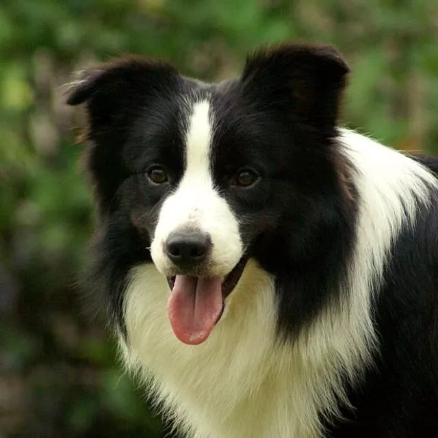 犬种指南——中型犬篇一