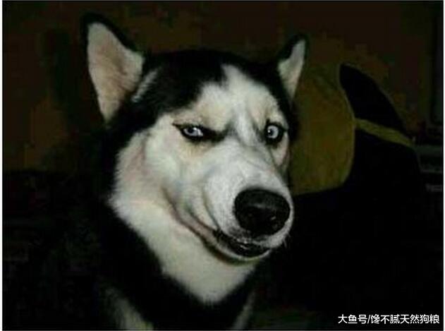 如果你想养狗，请别碰这5种狗狗，可能会被狗“气哭”