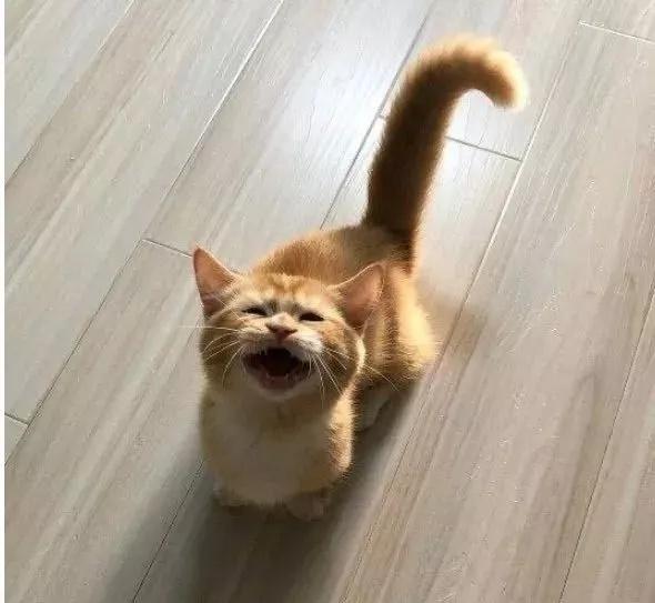 小猫站立起身伸出肉嘟嘟的爪子, 主人误以为要抱抱, 而是另有所求