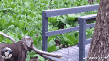 狗狗咬树枝走路，结果不小心走红，主人：几何学得比我好啊