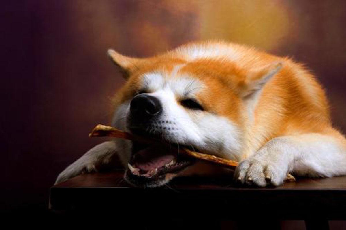 为什么二胎放开了 还是那么多人喜欢养宠物不生娃