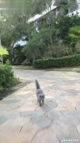 网友逗了路边的猫一下，没想到被它追着跑！猫：摸了我就要负责！