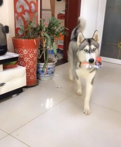 主人分食不均惹怒二哈, 二哈转身从房间叼出来一样东西, 主人懵了