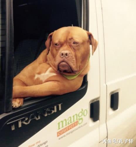 快递小哥带着自己的猛犬工作，路人：史上最凶快递小哥，你敢给差评么？