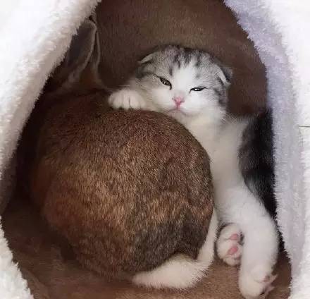 猫咪被兔兔霸王硬上弓, 名副其实的“流氓兔”