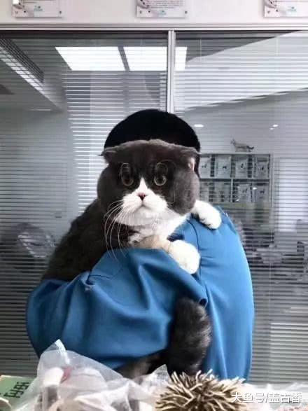 女子出门办事时，遇到一只大头猫咪，拍照时却被吓了一大跳！