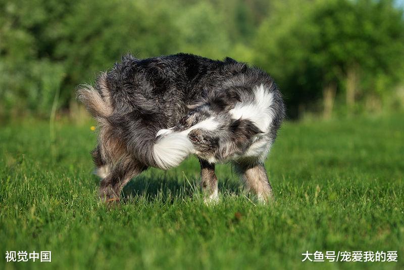 为什么狗狗老是咬尾巴？无外乎这几个原因，早看早让它不那么受折磨！