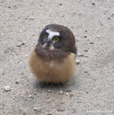 猫头鹰与工作人员对视, 网友: 我从没见过这么呆萌的猫头鹰!