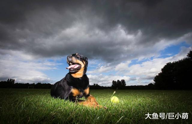 忠诚而强壮的罗威纳，为何成为欧美最受欢迎的犬种，它有什么特别