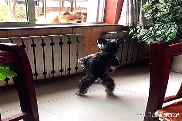 雪纳瑞每天都在阳台张望，原来是在等“意中人”，真是像极了爱情