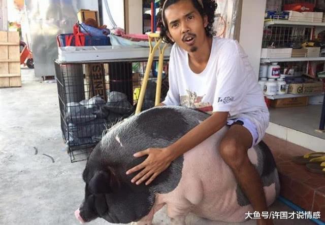 男子养了一只可爱的猪，每天照顾的无微不至，一年后噩梦开始了