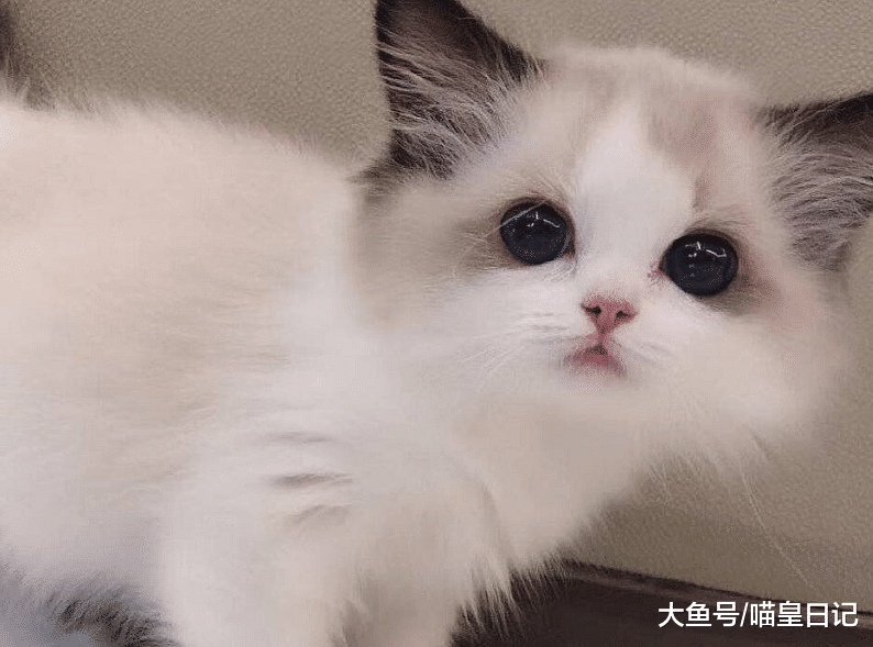 号称“行走的人民币”，可布偶猫的昂贵，并不在于颜值和性格