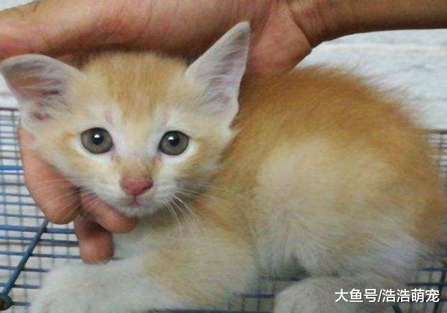 刚把猫咪抱回家，宠主不要做下面5件事，不然它会“恨”你