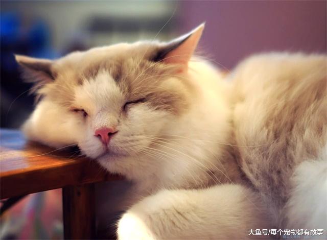 喵星人都喜欢钻铲屎官的被窝，这是什么原因呢