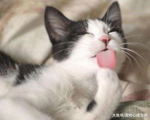 貓咪性格真的溫順嗎？這8種行為是它對主人傳達的恨意