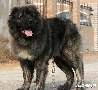 宠物界的五大巨型犬，你认为谁是老大？