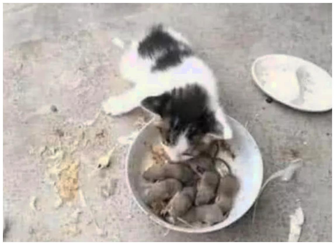 猫咪挑食, 主人给它弄了盘活老鼠, 说是: 女孩要富养