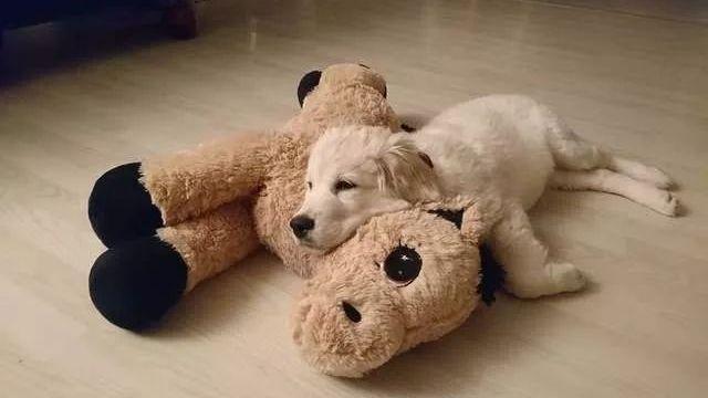 好朋友被扔进洗衣机，大金毛要急哭了：快把它吐出来！